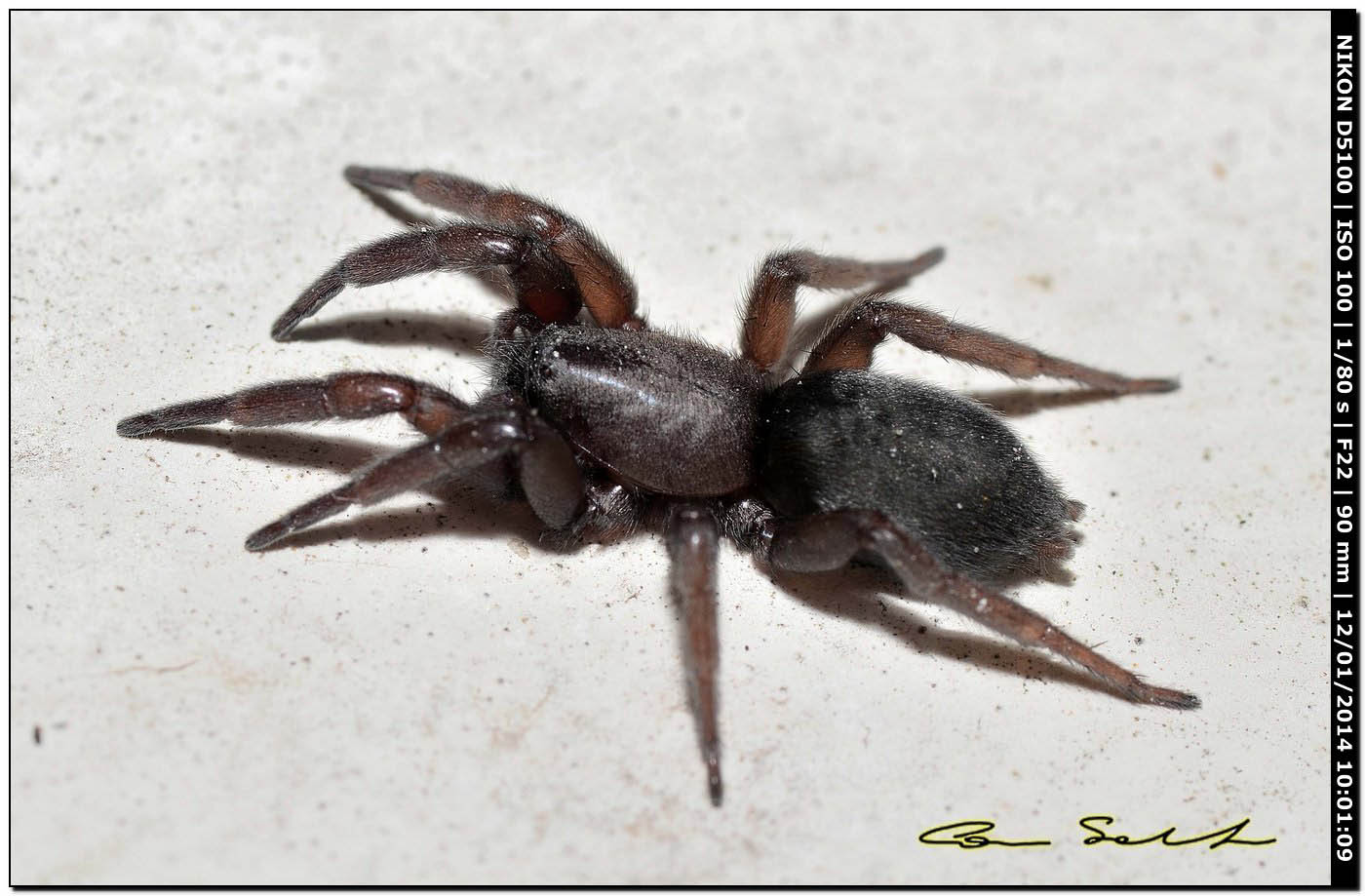 Trachyzelotes sp.? No. Scotophaeus scutulatus - Alghero (SS)
